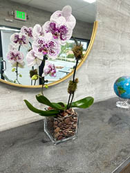 orchid in mirror