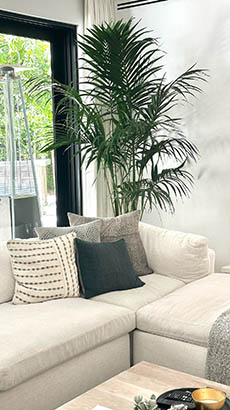 Kentia Palm