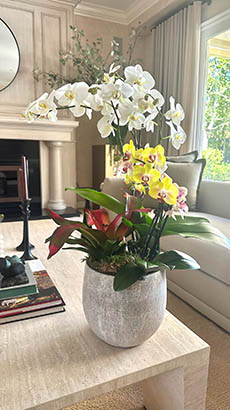 Orchid